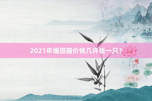 2021年缅因猫价钱几许钱一只？